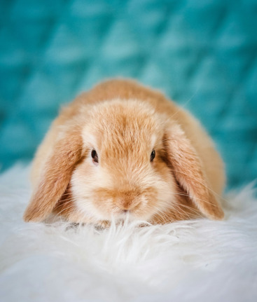 Lapin couché sur un matelas avec une tête de lit en arrière plan